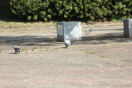Pigeon o paved floor. Grey domestic pigeon on the floor in a public park.の写真素材