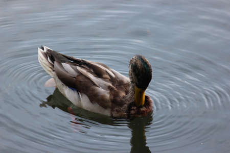 Graceful mallard duck swimming in deep water with ripples. A single duck on a pond making ripples on waterの写真素材
