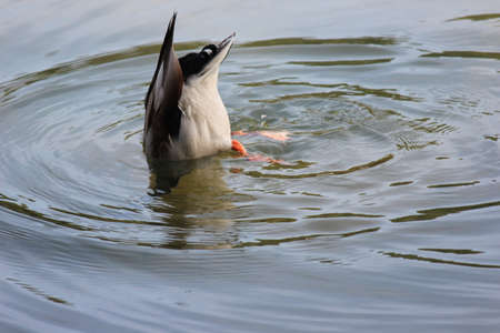 A single duck on a pond making ripples on water. Graceful mallard duck swimming upside down in deep water with ripples.の写真素材