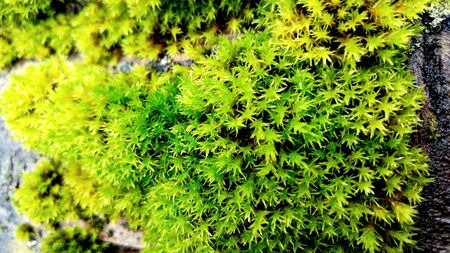 wild natureの写真素材