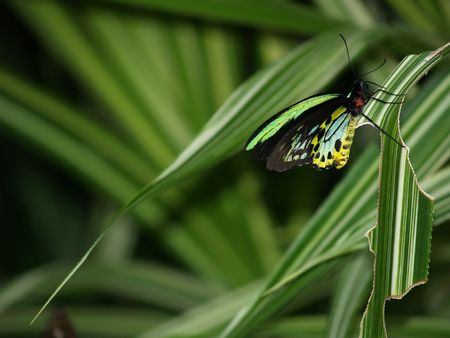Cairns Birdwing Butterfly