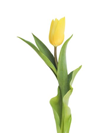 Yellow tulip isolated on white background. の写真素材