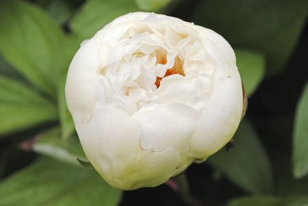 White peony budの写真素材