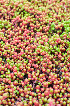 Red-green Stonecrop Lydianの写真素材