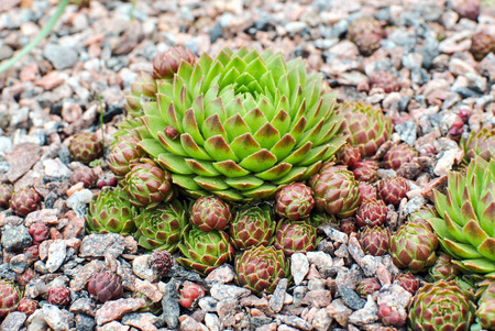 Hens and chicks  Sempervivum globiferum の写真素材