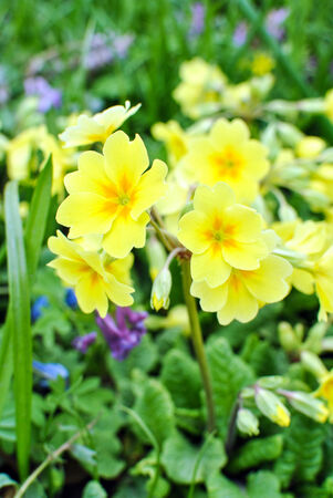 Yellow high primrose  Primula elatior Hill の写真素材