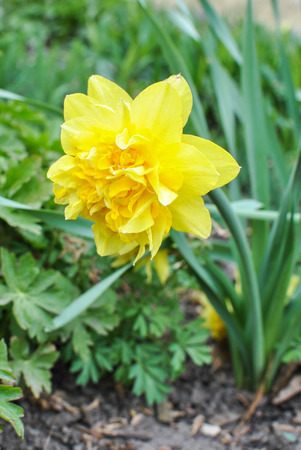 Yellow narcissus Dick Wildenの写真素材