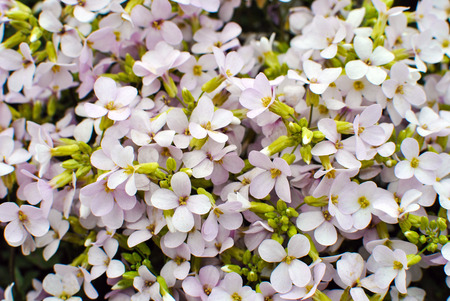Pink sicklepod Arabis x arendsii Wehrh. Rosabellaの写真素材