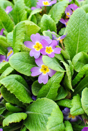 Primula woronowii Losinsk. の写真素材