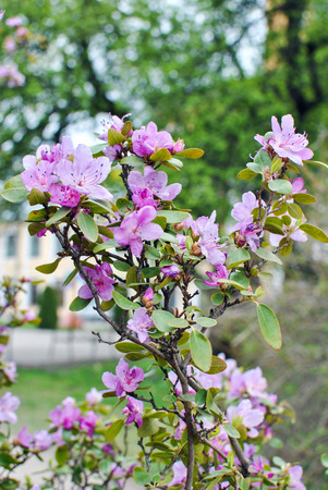 Pink flowers of Rhododendron ledebouriiの写真素材