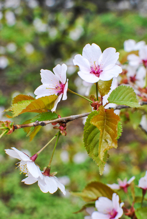 Branch of japanese sakura blossoms Prunus serrulataの写真素材