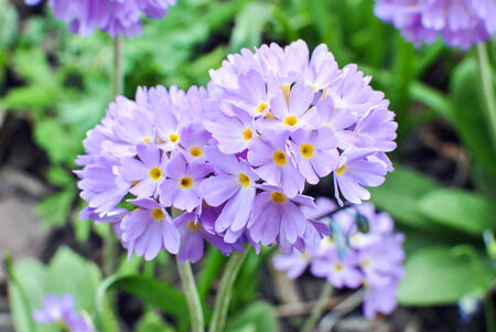 Lilac primrose Primula denticulataの写真素材