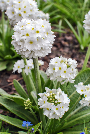 White primroses Primula denticulata Albaの写真素材
