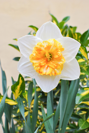 White narcissus gentle giantの写真素材