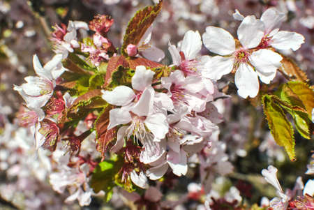 Brunch of pink blooming sakuraの写真素材
