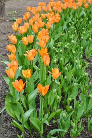 Large bed of orange tulips in the gardenの写真素材