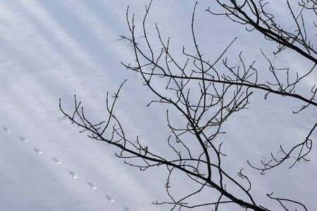snow piled up.の写真素材