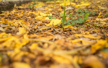The petals fall on the ground in summer.の写真素材