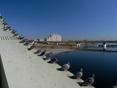A group of pigeonsの写真素材