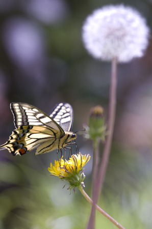 Swallowtail butterflies stuck in dandelion flowersの写真素材