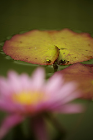 Frog brothersの写真素材