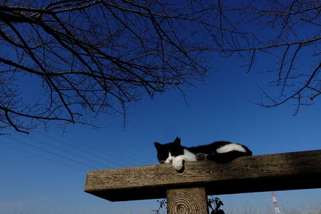 A nap of a catの写真素材