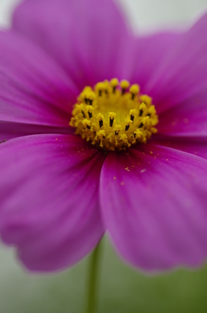 Cosmos flowersの写真素材