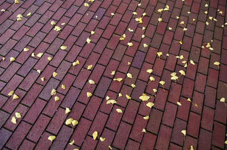 Pavement with fallen leavesの写真素材