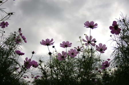 Cosmos flowersの写真素材