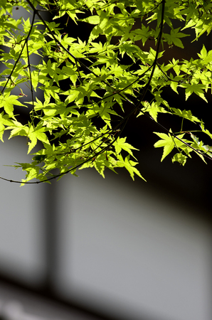 Mapleの写真素材