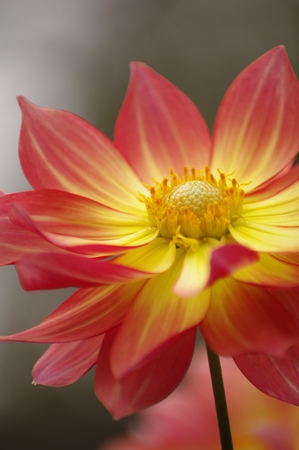 Dahlia flowerの写真素材