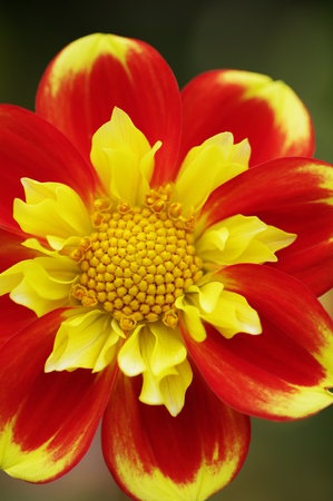Dahlia flowerの写真素材