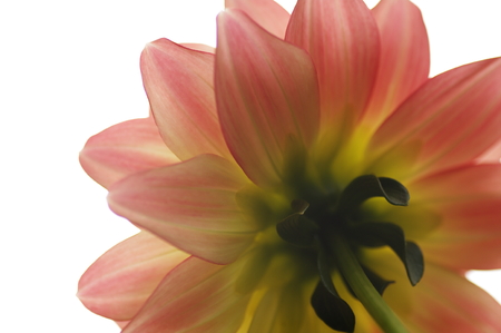 Dahliaの写真素材