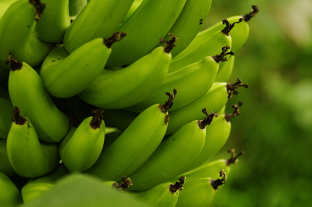 Blue bananaの写真素材