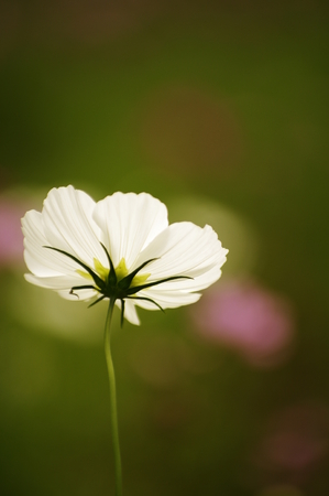 Cosmosの写真素材