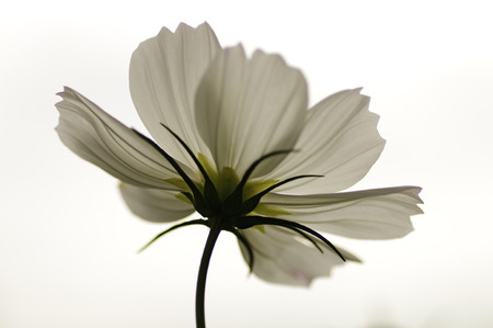 Cosmosの写真素材