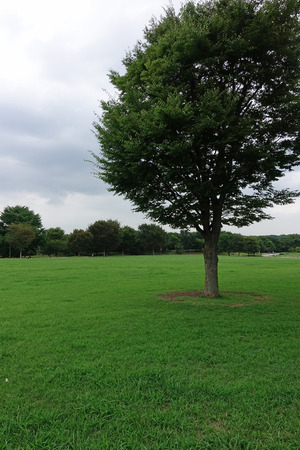 Park Treeの写真素材