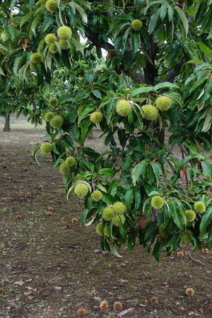 Chestnut treeの写真素材