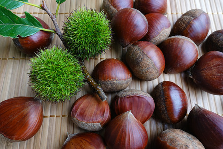 chestnutの写真素材