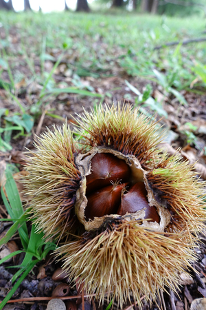 chestnutの写真素材