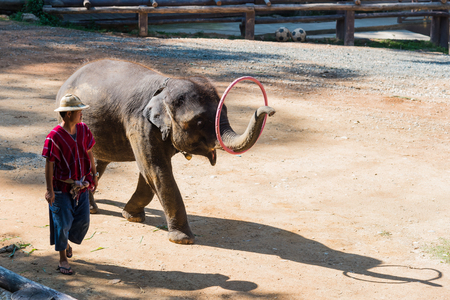 CHIANGMAI THAILAND 03 DEC 15 Baby Elephant plays hula hoop at The young Elephant school on 03 December, 2015 in Chiangmai, THAILANDのeditorial素材