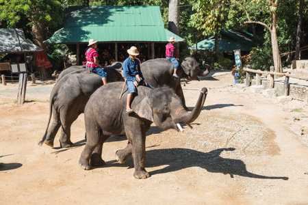 CHIANGMAI THAILAND 03 DEC 15 elephant Showing at The young Elephant school on 03 December, 2015 in Chiangmai, THAILANDのeditorial素材