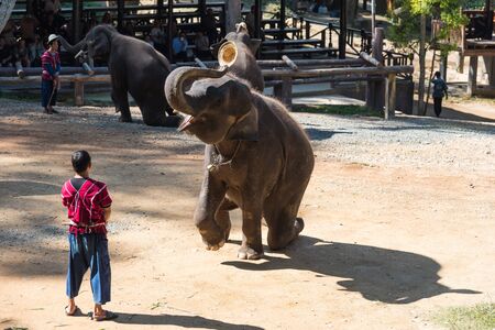 CHIANGMAI THAILAND 03 DEC 15 elephant showed at The Maesa elephant camp on 03 December, 2015 in Chiangmai, THAILANDのeditorial素材