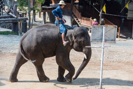 Mahout controls elephant in elephant show, Chiangmai, Thaialndのeditorial素材