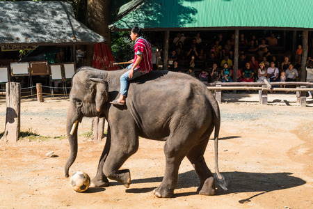 CHIANGMAI THAILAND 03 DEC 15 elephant playing and kicking football at The Maesa elephant camp on 03 December, 2015 in Chiangmai, THAILANDのeditorial素材