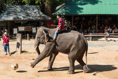 CHIANGMAI THAILAND 03 DEC 15 elephant playing and kicking football at The Maesa elephant camp on 03 December, 2015 in Chiangmai, THAILANDのeditorial素材