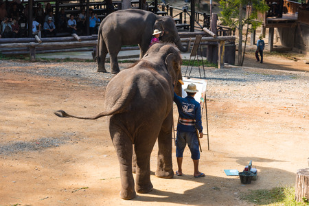 CHIANGMAI THAILAND 03 DEC 15 a talented elephant are drawing artwork at The Maesa elephant camp on 03 December, 2015 in Chiangmai, THAILANDのeditorial素材