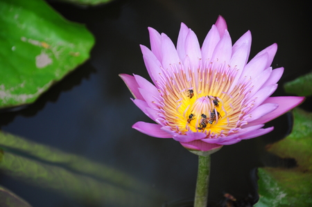 Bees on pollen of lotusの写真素材