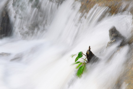 Small tree stand in sapidly waterfall stream
