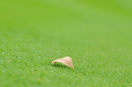 A dry leaf on the greenの写真素材